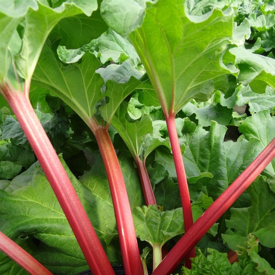Canadian Red Rhubarb Plant