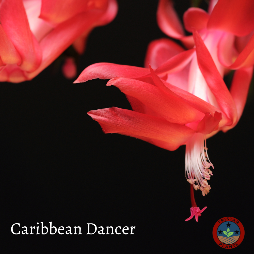 Thanksgiving Cactus – Schlumbergera Truncata 'Christmas Cactus' | Crab Cactus Houseplant