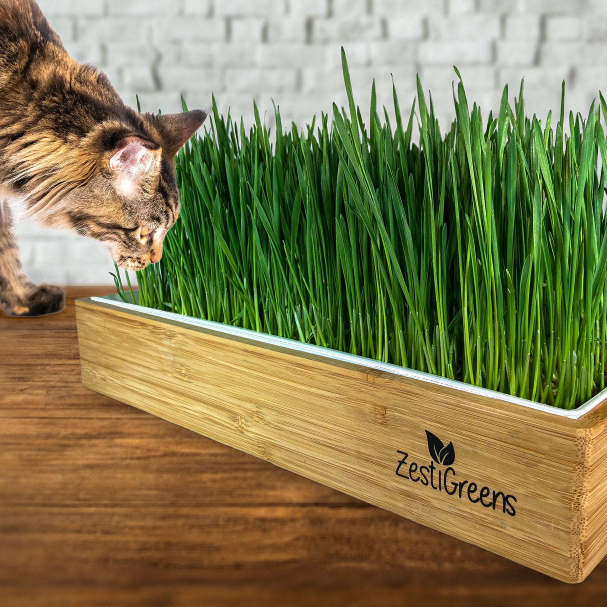 ZestiGreens Self-Watering Cat Grass Kit – Organic Wheatgrass Growing Tray with Hemp Mat