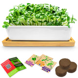 ZestiGreens Ceramic Microgreens Growing Kit – Sunflower, Melon & Mixed Seeds
