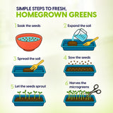 ZestiGreens Ceramic Microgreens Growing Kit – Sunflower, Melon & Mixed Seeds