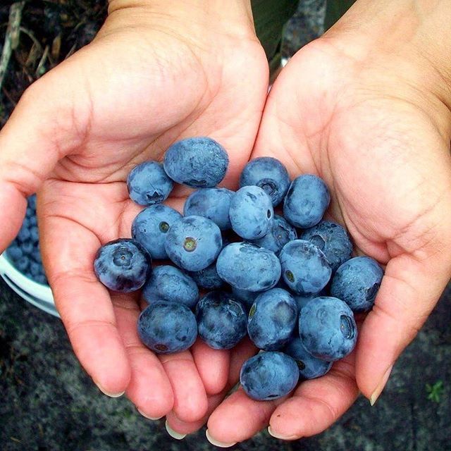 Chandler Blueberry Bush