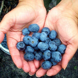 Chandler Blueberry Bush