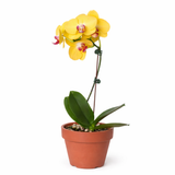 Yellow Phalaenopsis Orchid Plant