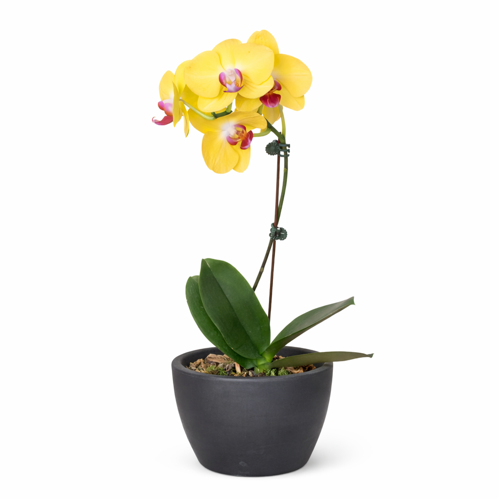 Yellow Phalaenopsis Orchid Plant