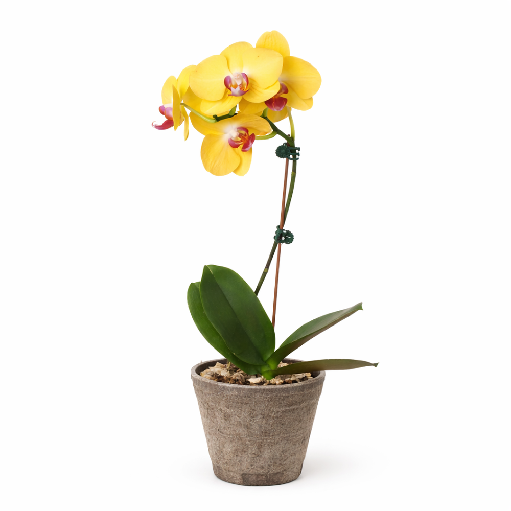 Yellow Phalaenopsis Orchid Plant