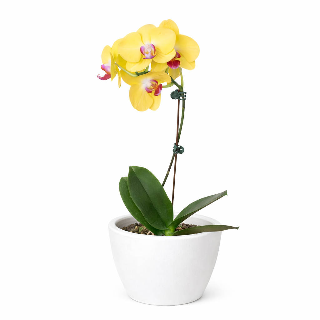 Yellow Phalaenopsis Orchid Plant