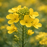 Napa Valley Wildflower Co Mustard Cover Crop Seed Blend – 9 oz
