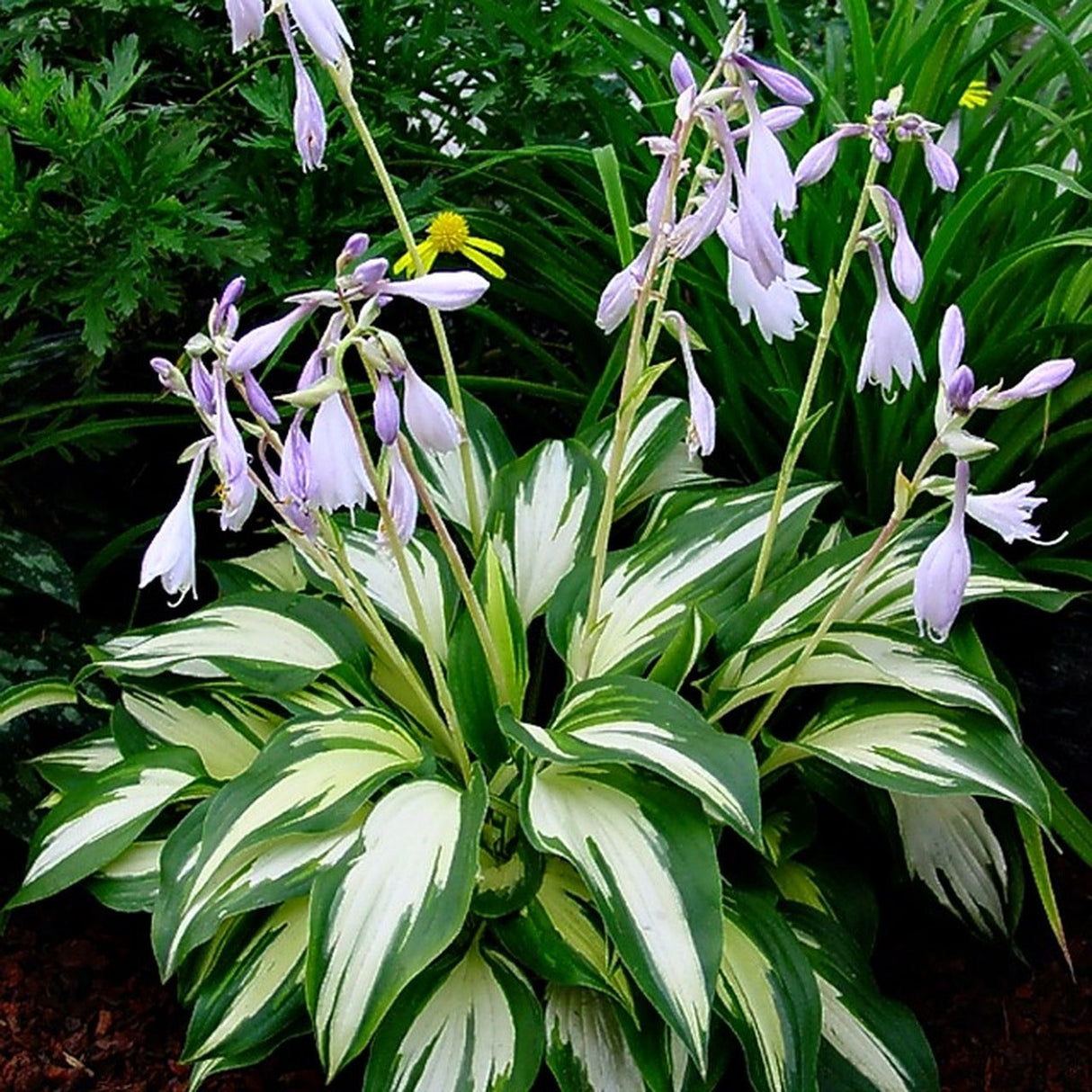 Night Before Christmas Hosta Plant