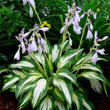 Night Before Christmas Hosta Plant