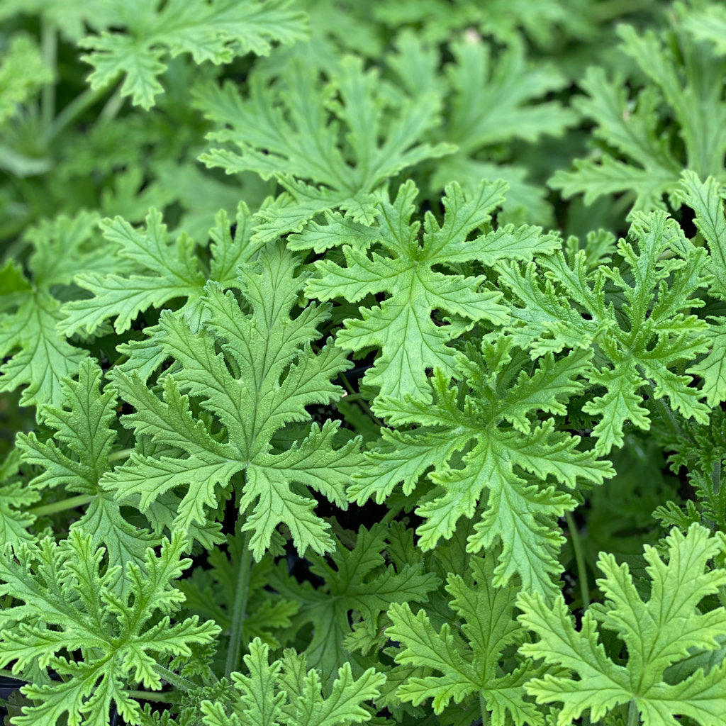 Citronella Geranium