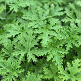 Citronella Geranium