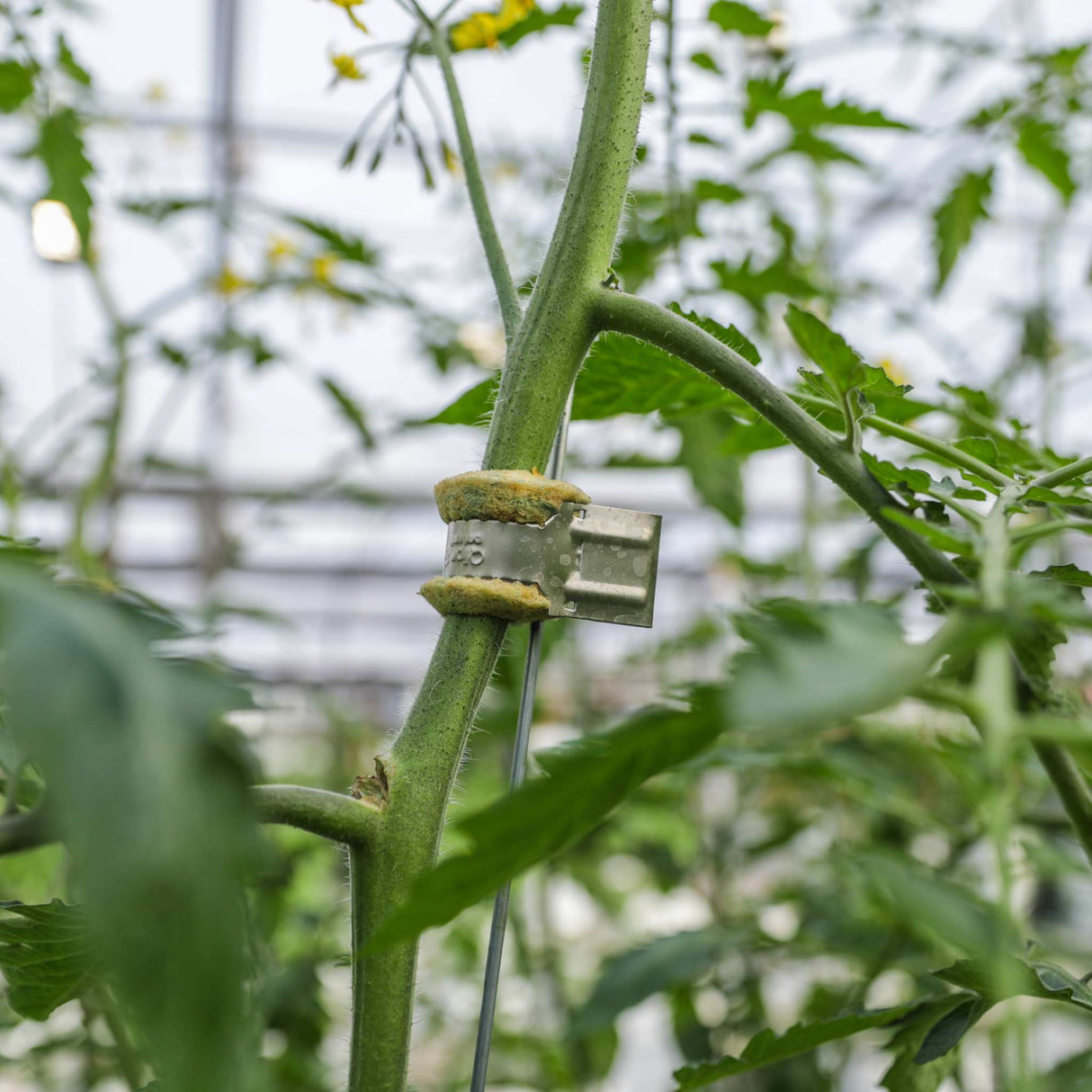 Qlipr Trellising System For Plants