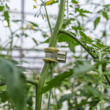 Qlipr Trellising System For Plants