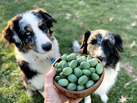Cucamelon Organic Mexican Gherkin Seeds