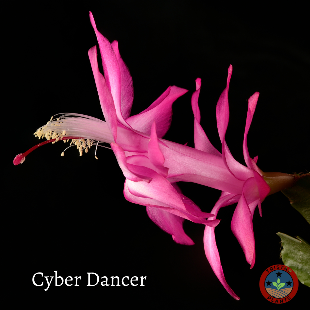 Thanksgiving Cactus – Schlumbergera Truncata 'Christmas Cactus' | Crab Cactus Houseplant