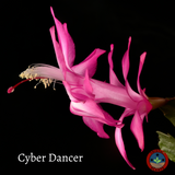 Thanksgiving Cactus – Schlumbergera Truncata 'Christmas Cactus' | Crab Cactus Houseplant