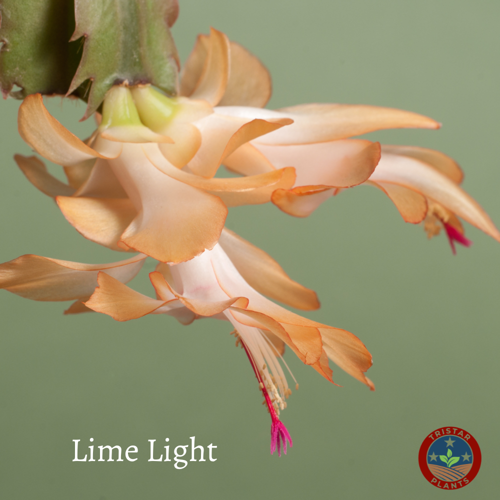 Thanksgiving Cactus – Schlumbergera Truncata 'Christmas Cactus' | Crab Cactus Houseplant