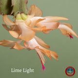Thanksgiving Cactus – Schlumbergera Truncata 'Christmas Cactus' | Crab Cactus Houseplant