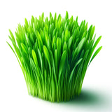 Wheatgrass Microgreens Seeds With Grow Mat