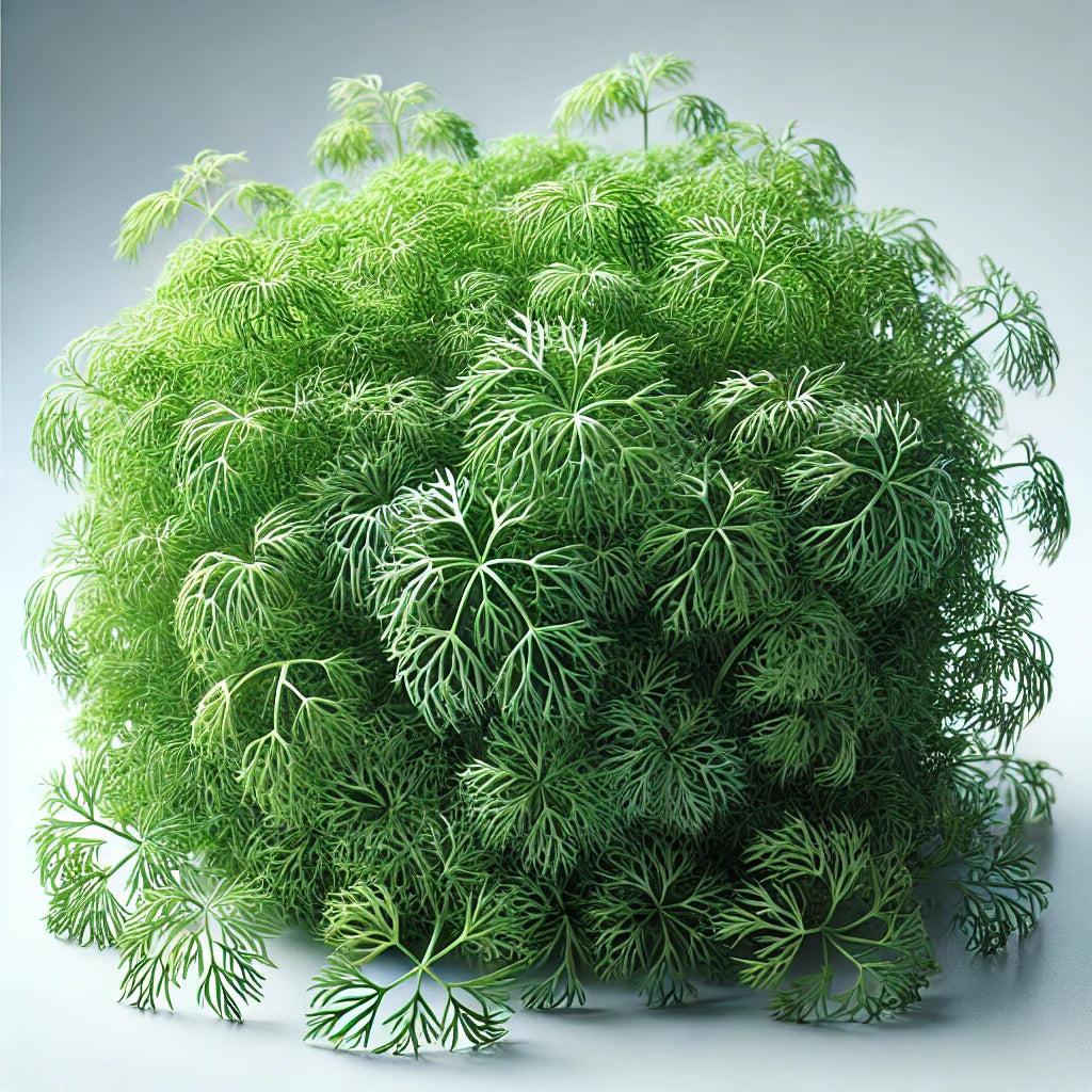 Dill Microgreens Seeds with Grow Mat