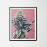 Dosidos Cannabis Strain Art Poster – 18x24" Matte Print