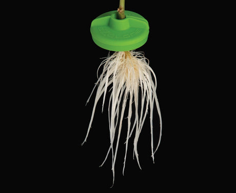 Plant with white roots attached to a green root stimulator on a black background