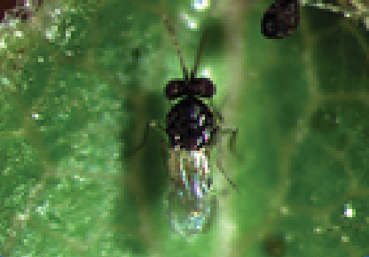 Small insect on a green leaf