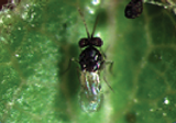 Small insect on a green leaf