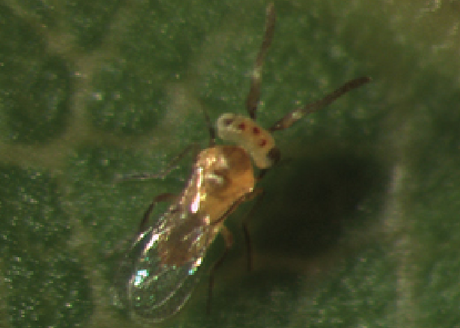 Small insect on a green leaf
