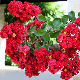 Red Crape Myrtle – Lagerstroemia indica ‘Whit II’