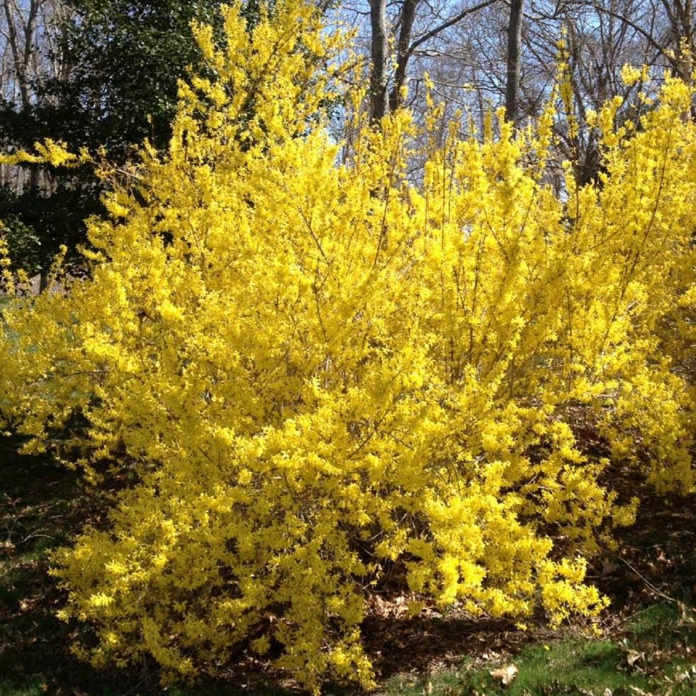 Yellow Forsythia Lynwood Variety Shrub