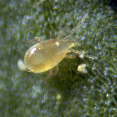 Close-up of a spider mite on a leaf