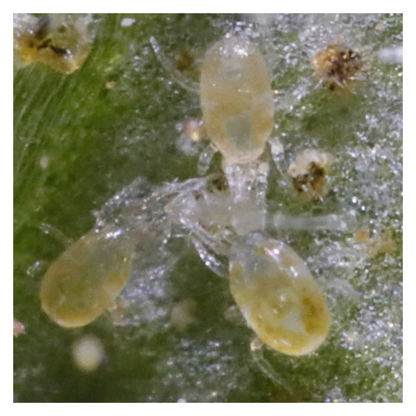 Close-up of aphids on a leaf