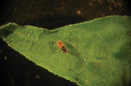 Small insect on a green leaf with a dark background