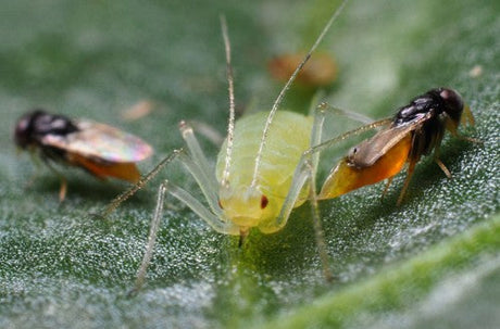 Close-up of a green aphid on a leaf with two small insects nearby