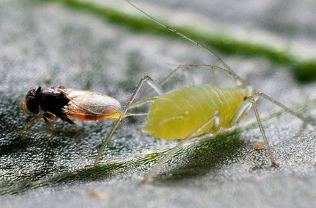 Close-up of a green aphid on a leaf with a small insect nearby.