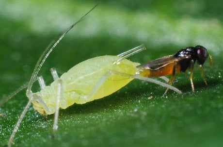 Close-up of a parasitic wasp on an aphid on a green leaf