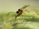 Small insect on a leaf with a blurred green background