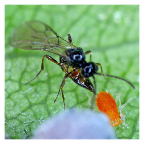 Insect on a green leaf with a close-up view of its body and wings.