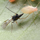 Close-up of a black wasp on a green surface