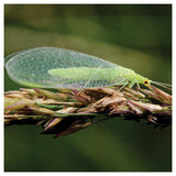 Green lacewing on a plant with a blurred green background