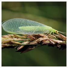 Green lacewing on a plant with a blurred green background