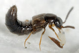 Close-up of a small insect on a white background