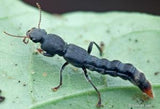 Staphylinid beetle on a green leaf