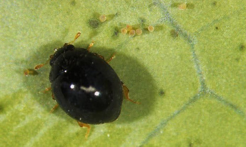 Black insect on a green leaf