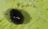 Black insect on a green leaf