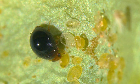 Small black insect on a green leaf with yellowish aphids