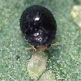 Black insect on a green leaf
