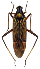 Insect with a black and brown body on a white background